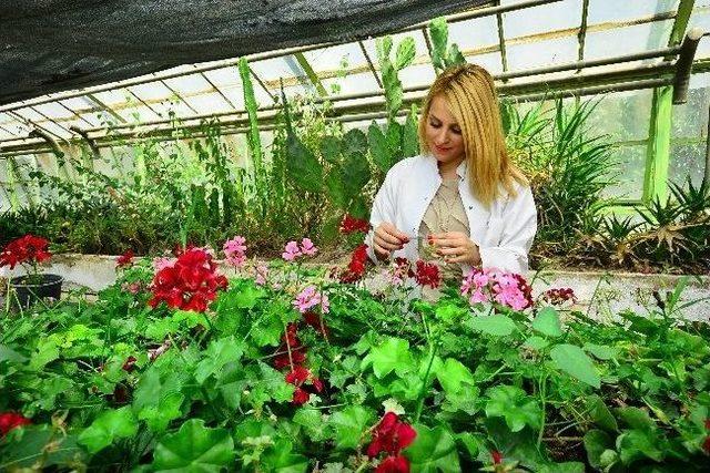 İzmir Körfezi'nin Kumuna İlk Talipli Çıktı