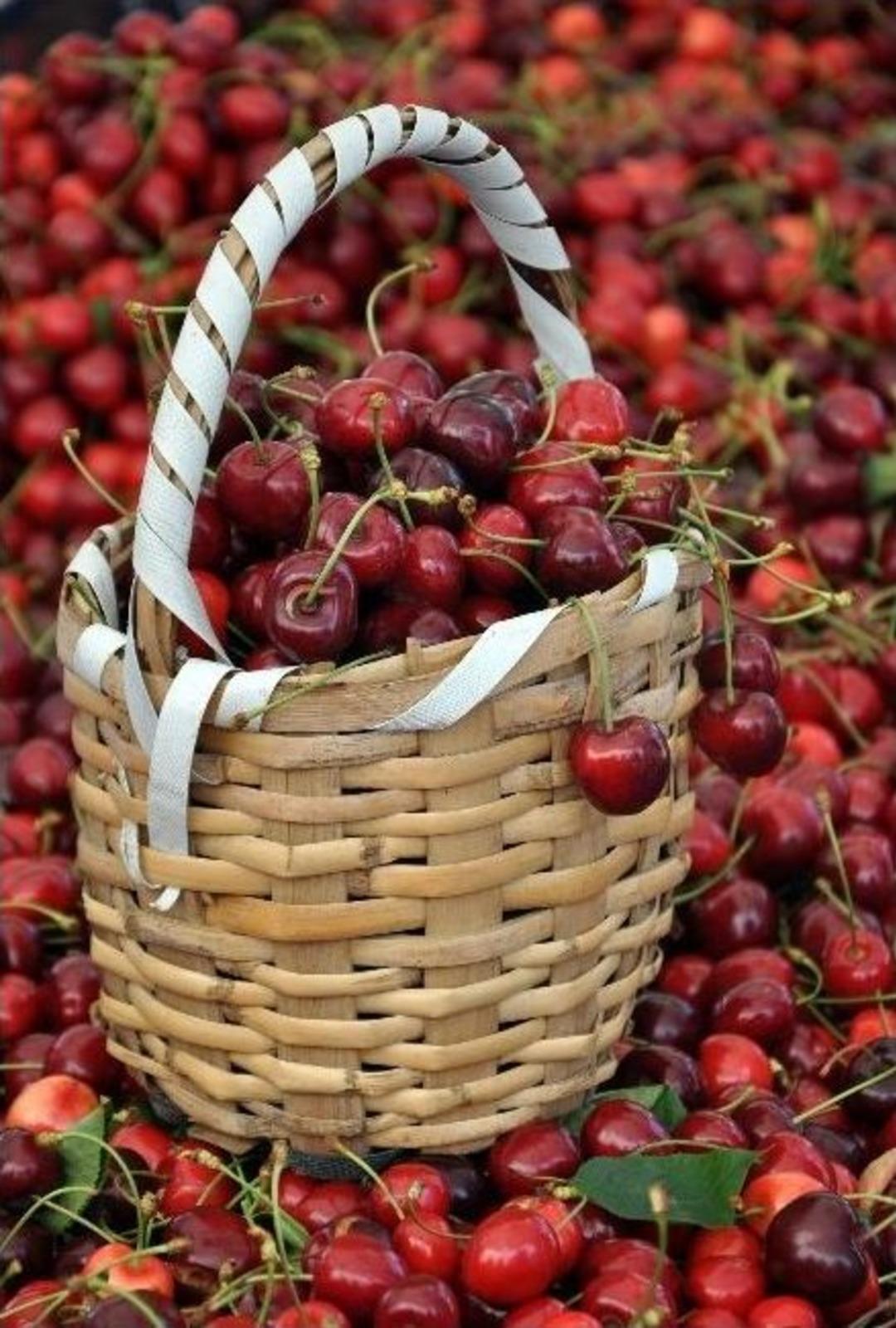Kiraz Festivalinde Kirazlar Satıcının Elinde Kaldı