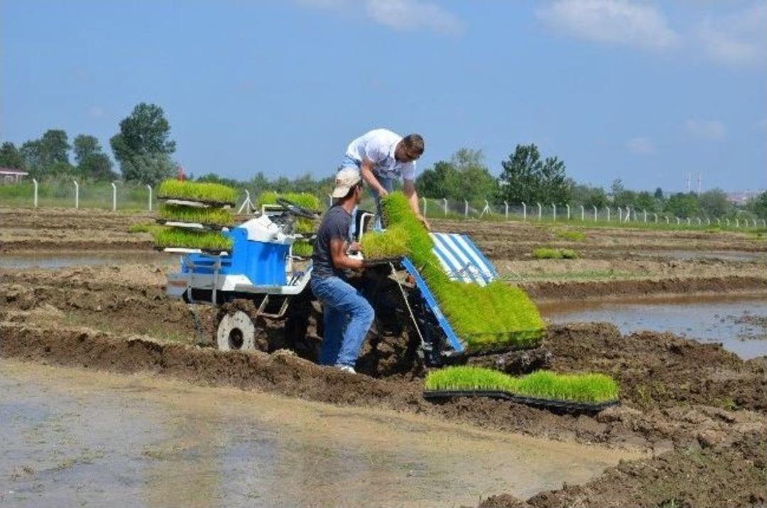 Bafra Ovası'nda İlk Defa Siyah Pirin&ccedil; Ekimi Yapıldı