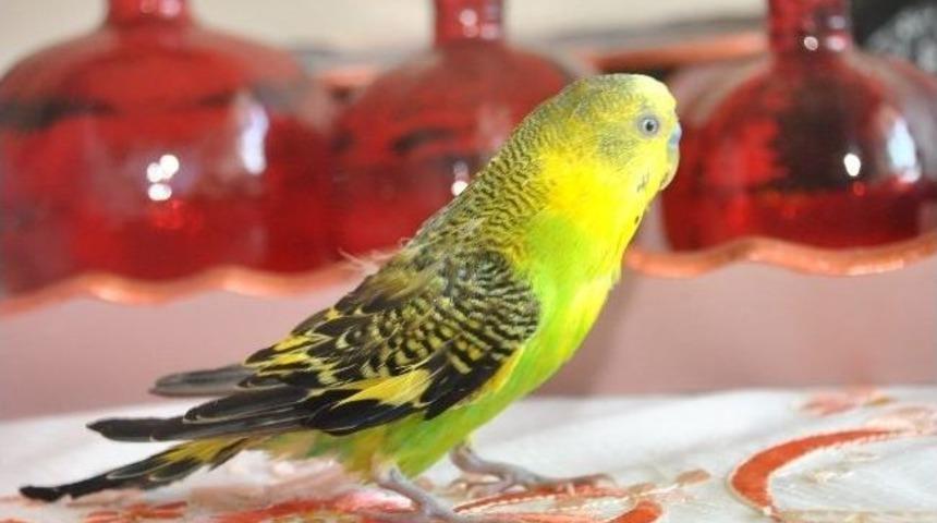 &Ccedil;apkın U&ccedil;maktan Korkuyor