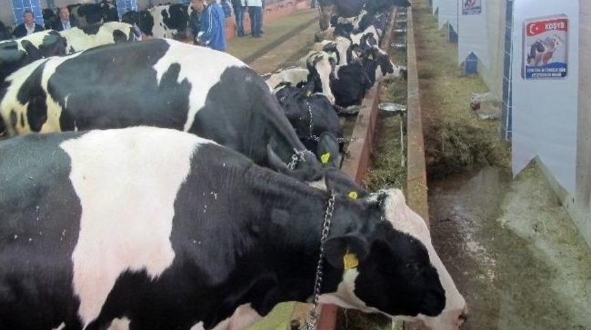 Tika'dan Azerbaycanlı &Ccedil;ift&ccedil;ilere Destek