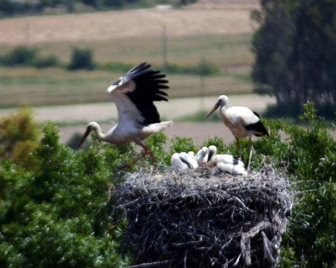 Leylekler Ak&ccedil;apınar'a K&uuml;st&uuml;
