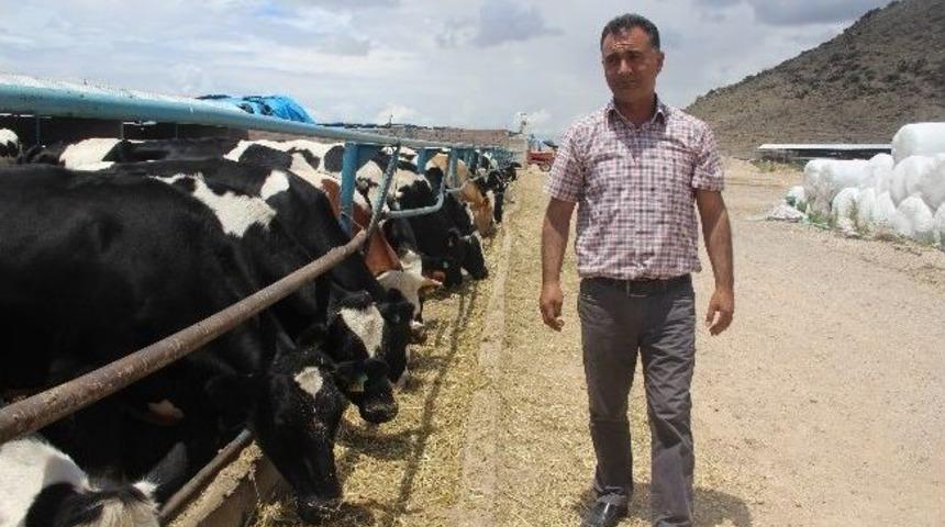 Kayseri İli Damızlık Sığır Yetiştiricileri Birlik Başkanı &Uuml;nay &Ccedil;akı: