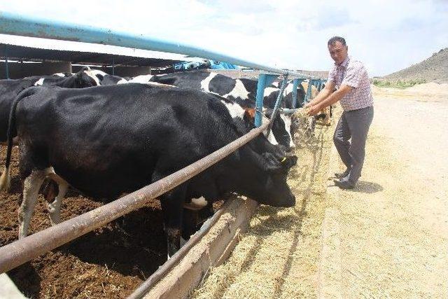 Kayseri İli Damızlık Sığır Yetiştiricileri Birlik Başkanı Ünay Çakı: