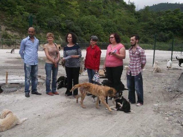 Trabzon'da Sahipsiz Köpekler İçin “bir Kulübe De Sen Yap”