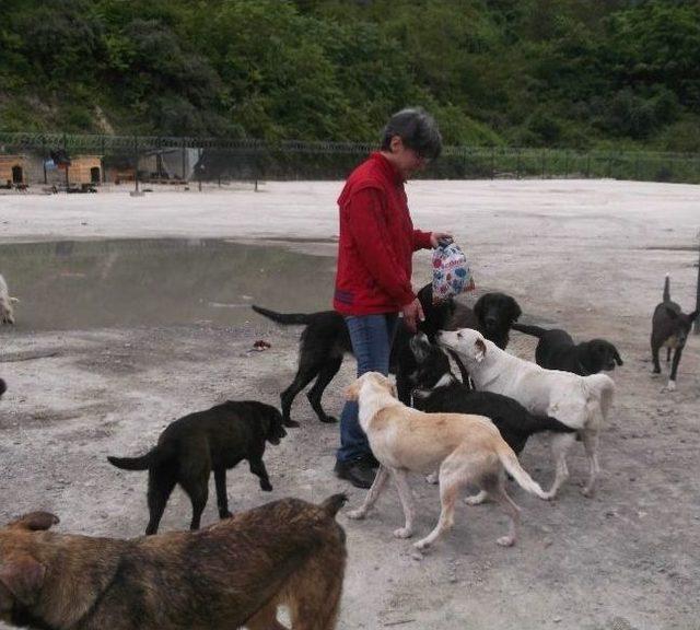 Trabzon'da Sahipsiz Köpekler İçin “bir Kulübe De Sen Yap”