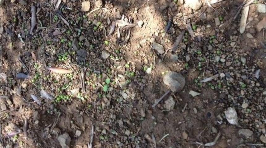 Aşırı Yağışlar Zeytin &Uuml;reticisini Vurdu