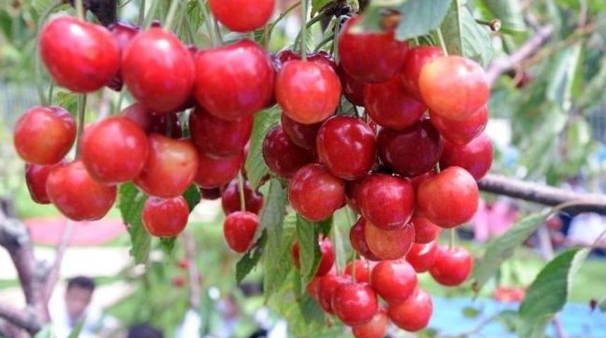 Bağcılar&rsquo;da Kiraz Dalından Yendi