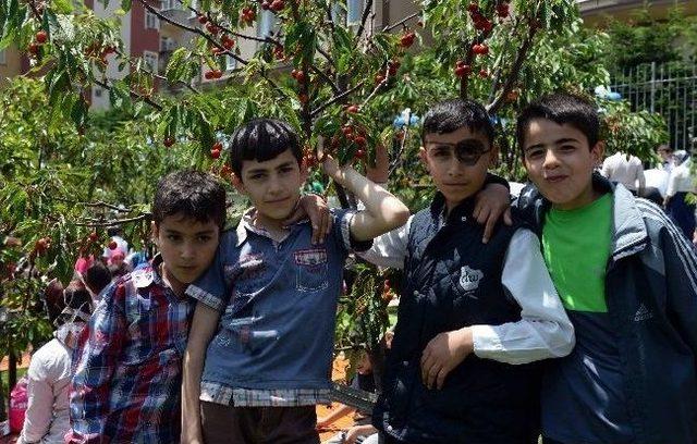 Bağcılar&rsquo;da Kiraz Dalından Yendi 1