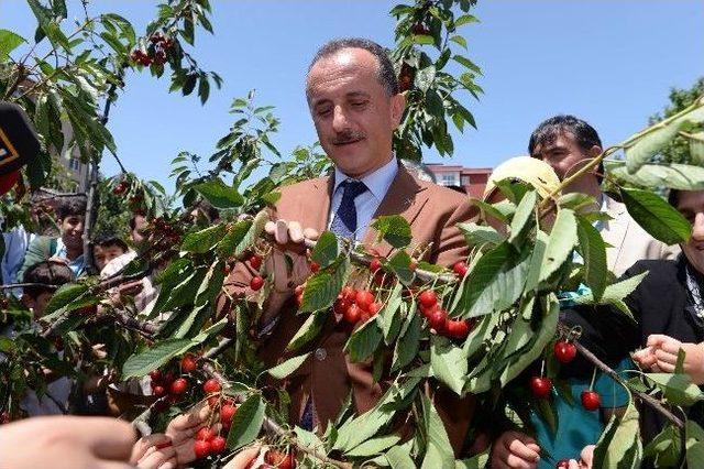 Bağcılar&rsquo;da Kiraz Dalından Yendi 2