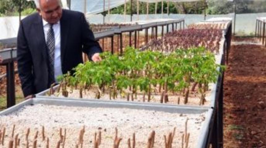 Başkan Tollu'dan &Ccedil;evre Haftası Mesajı