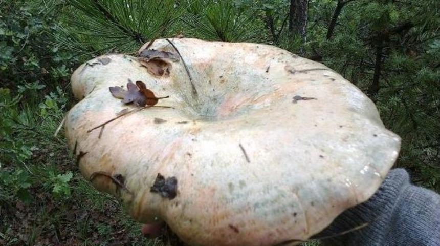 Dev Kanlıca Mantarı G&ouml;renleri Şaşırtıyor