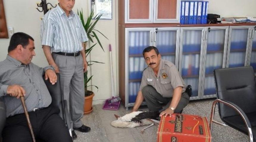 Zabıtadan Yaralı Leyleğe Şefkat Eli