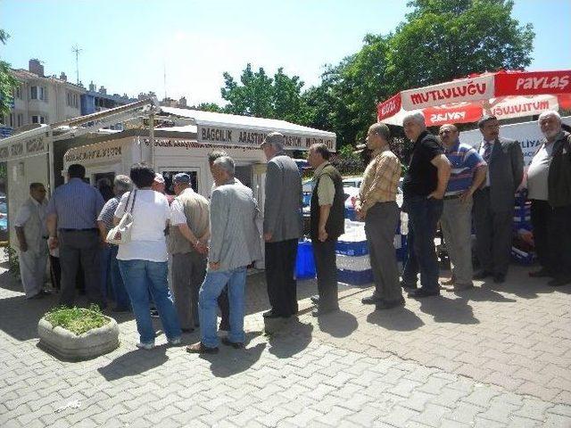 Tekirdağ’da Yağmurdan Çatlayan Kirazlar Satışa Sunuldu