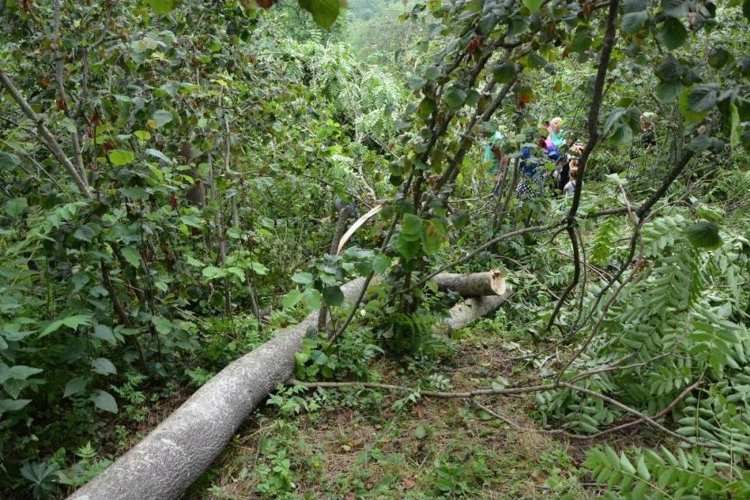 &Uuml;zerine Ağa&ccedil; Devrilen Kadın Ağır Yaralandı