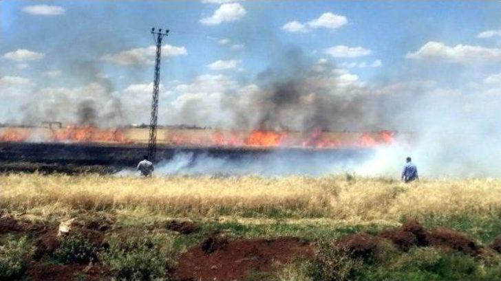 Viranşehir’de Buğday Tarlası Yandı G1