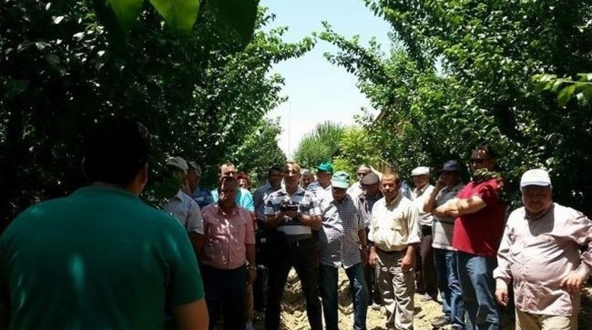 İncirliova&rsquo;da 'japon Eriklerinde Yaz Budaması Eğitimi' Yapıldı