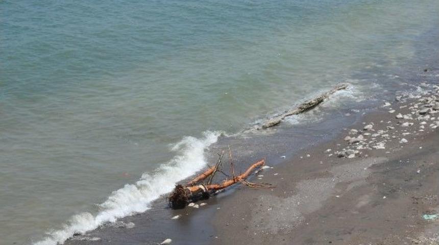 Ak&ccedil;akoca'da Sel Suları Odun Par&ccedil;alarını Sahile Taşıdı