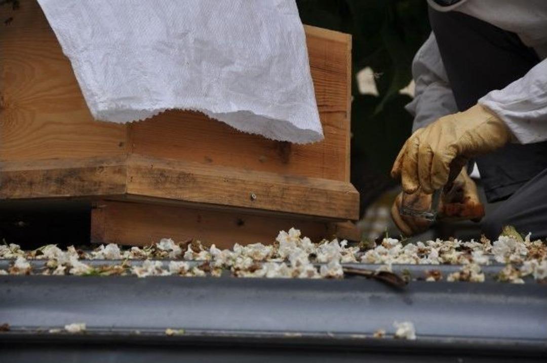 Bursa'da Arılar Firarda