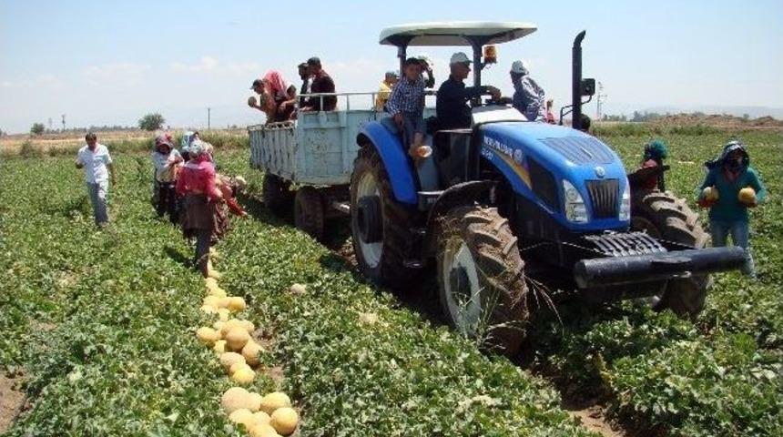 (&ouml;zel Haber) Amik Ovası'nda Kavun Hasadı Başladı