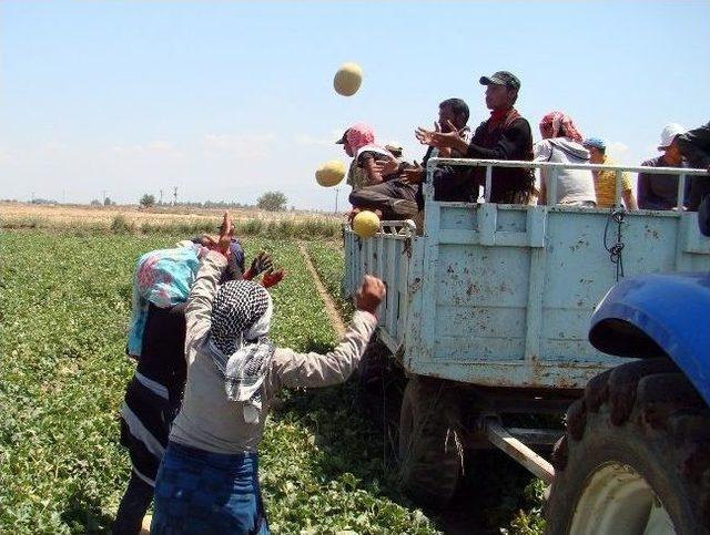 (özel Haber) Amik Ovası'nda Kavun Hasadı Başladı