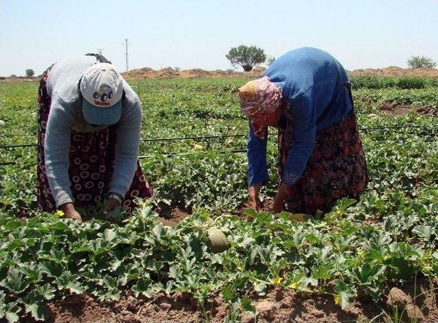 (özel Haber) Amik Ovası'nda Kavun Hasadı Başladı