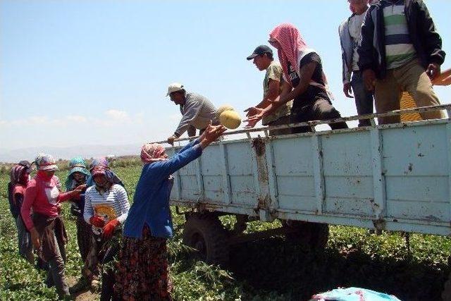 (özel Haber) Amik Ovası'nda Kavun Hasadı Başladı