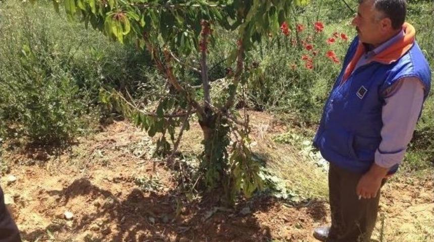 Pazarlar Çiftçiler Yabani Domuzlardan Dertli