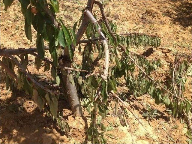 Pazarlar Çiftçiler Yabani Domuzlardan Dertli 1