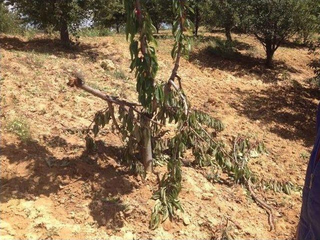 Pazarlar Çiftçiler Yabani Domuzlardan Dertli 2
