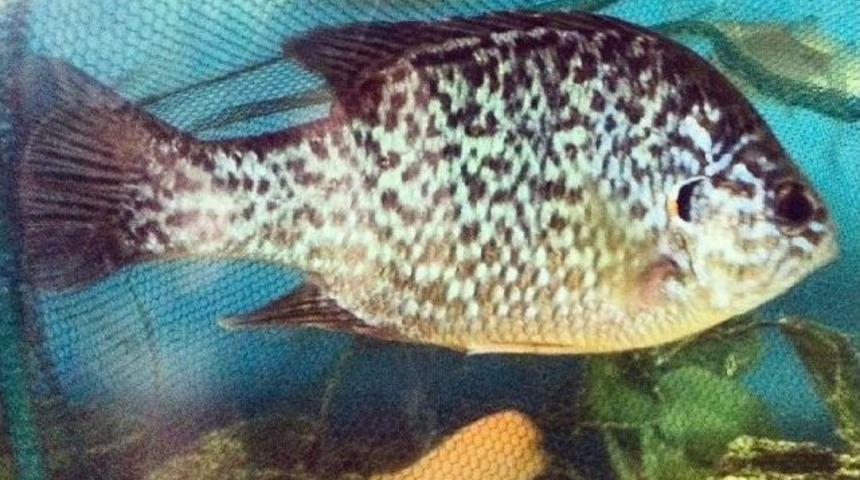 Karacabey&rsquo;de Oltaya Amerikan Balığı Takıldı