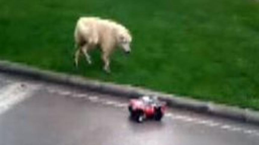 K&ouml;peğin Oyuncak Arabayla İmtihanı