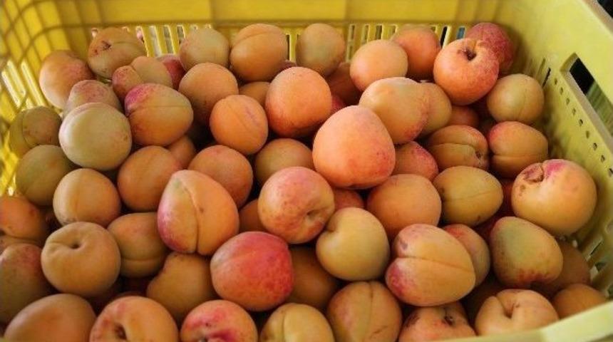 Mut'ta Kayısı Altın Yılını Yaşıyor