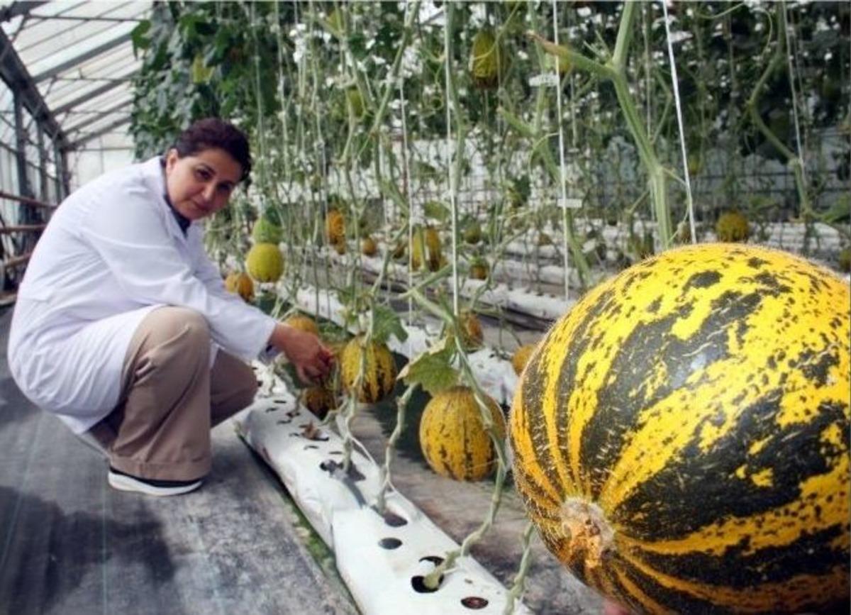 &Ccedil;&uuml;'de Susuz Domates Ve Kavun Yetiştirildi