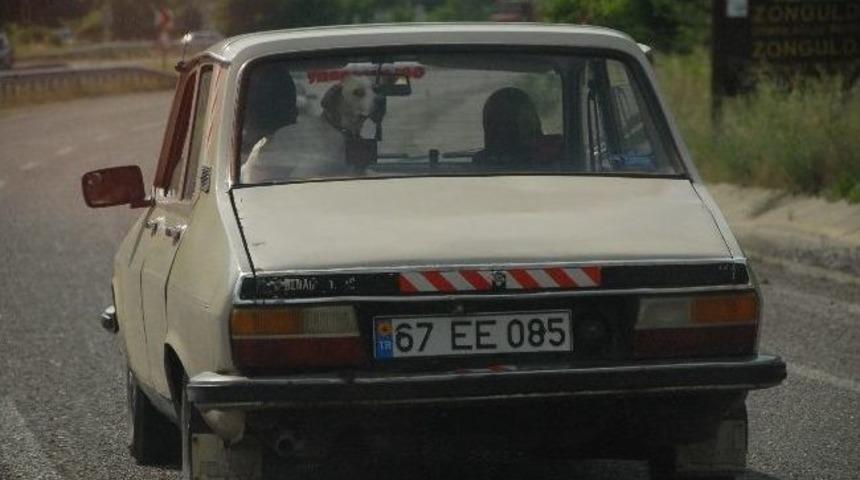 Av K&ouml;peği Dağ Manzarasını Arka Koltuktan Seyretti
