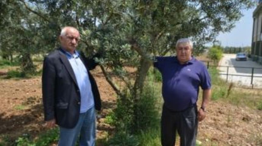 Kara Elması Yağmur Vurdu