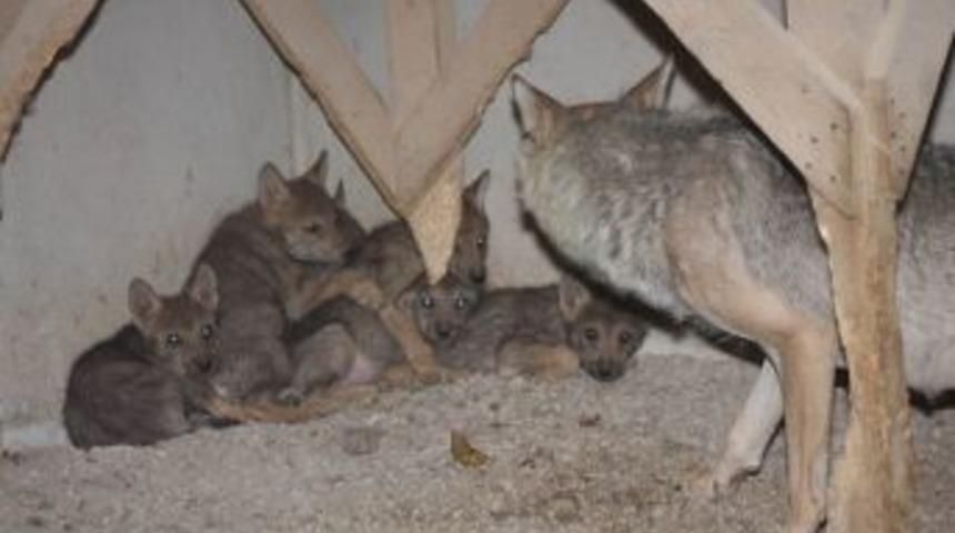 Karatay Hayvanat Bah&ccedil;esinde 6 Kurt Yavrusu D&uuml;nyaya Geldi