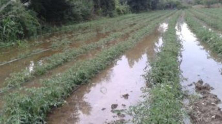 Burhaniye&rsquo;de Ekili Araziler Zarar G&ouml;rd&uuml;