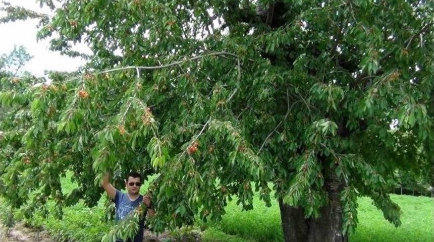 Aşırı Yağışlar Kiraz Hasadını Geciktirdi