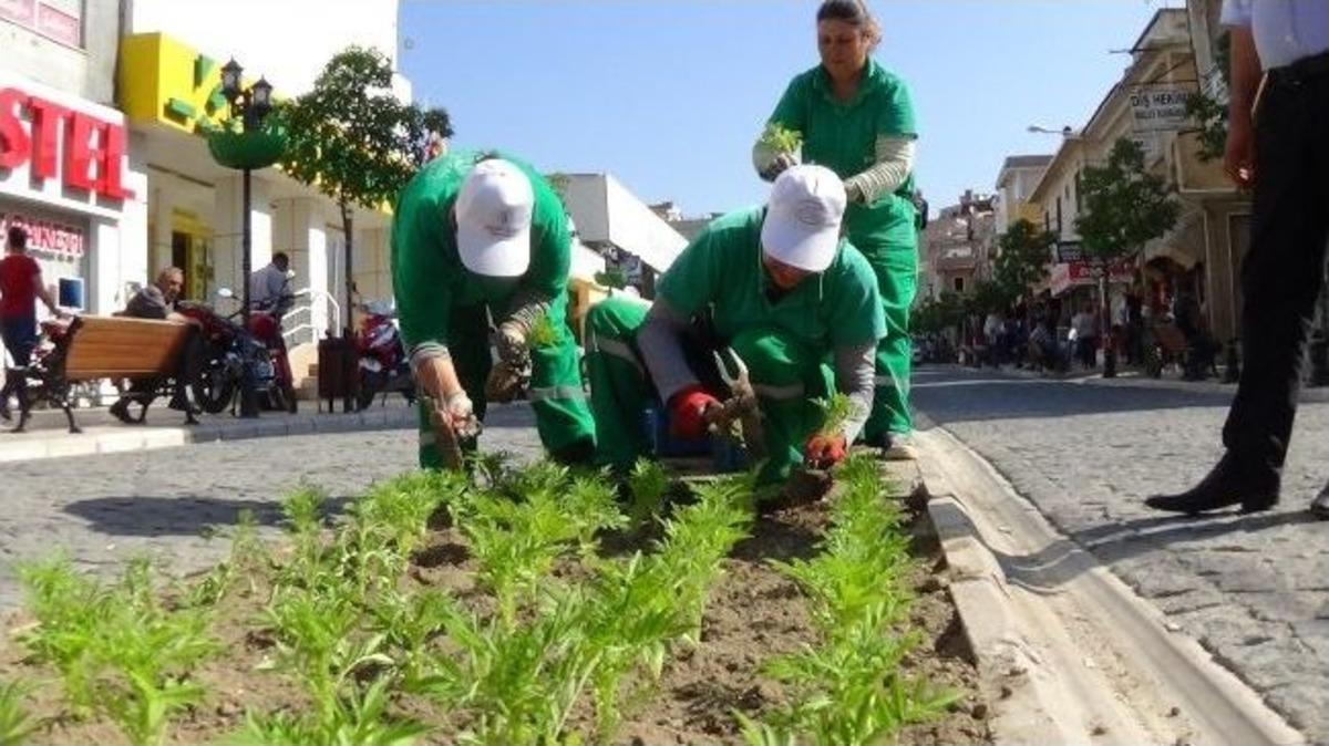 300 Bin K&ouml;k &Ccedil;i&ccedil;ek Toprakla Buluşuyor