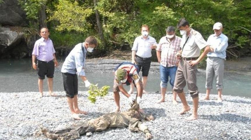 Dim&ccedil;ayı&rsquo;nda &Ccedil;&uuml;r&uuml;m&uuml;ş Erkek Cesedi Bulundu