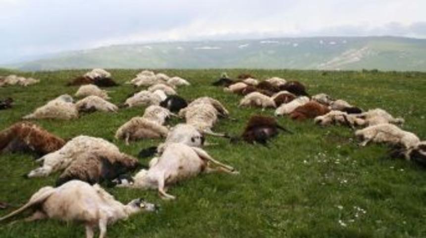 Bozdoğan&rsquo;da Yıldırım D&uuml;şt&uuml;; 19 Koyun Ve 1 K&ouml;pek Telef Oldu