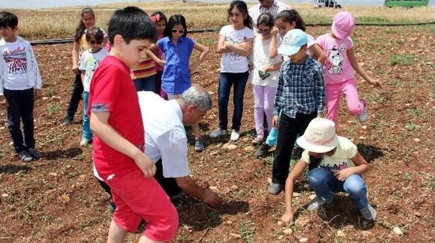 &Ouml;ğrenciler Tarımı &Ouml;ğreniyor