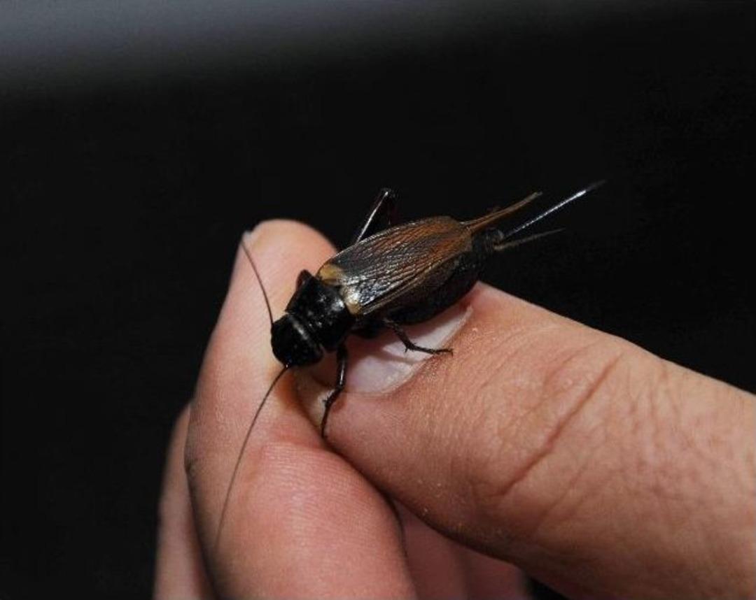 (&ouml;zel Haber) Cırcır B&ouml;ceği T&uuml;rk Girişimcinin Hizmetinde