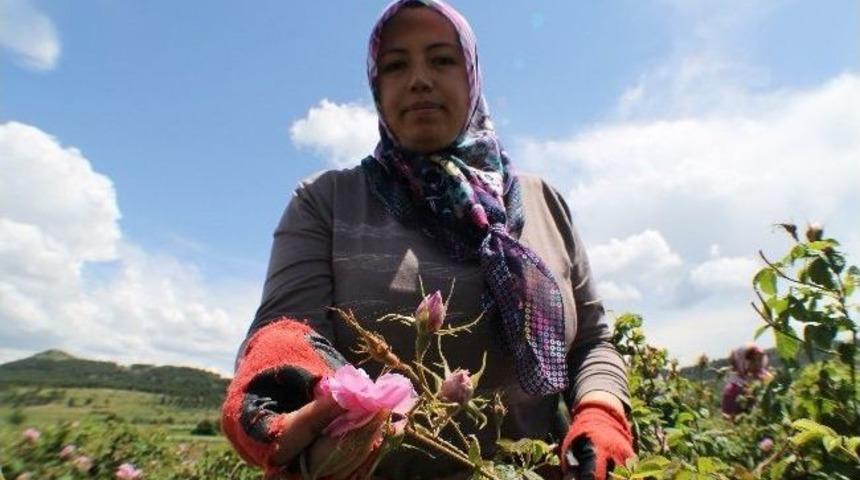 &Ccedil;ift&ccedil;inin Y&uuml;z&uuml; G&uuml;l&rsquo;d&uuml;