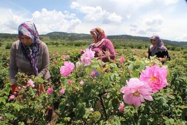 Çiftçinin Yüzü Gül’dü