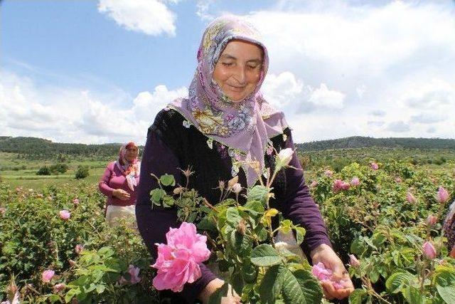 Çiftçinin Yüzü Gül’dü