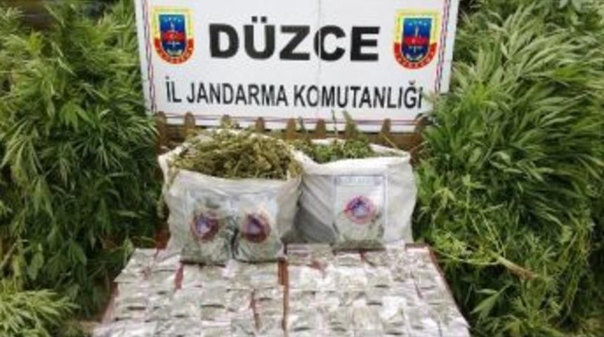 Fındık Bah&ccedil;esinde 155 K&ouml;k Dişi Hint Keneviri Ele Ge&ccedil;irildi