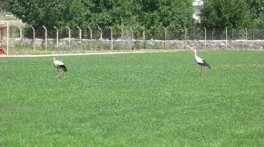 Leylekler &Ccedil;im Sahayı Mesken Tuttu