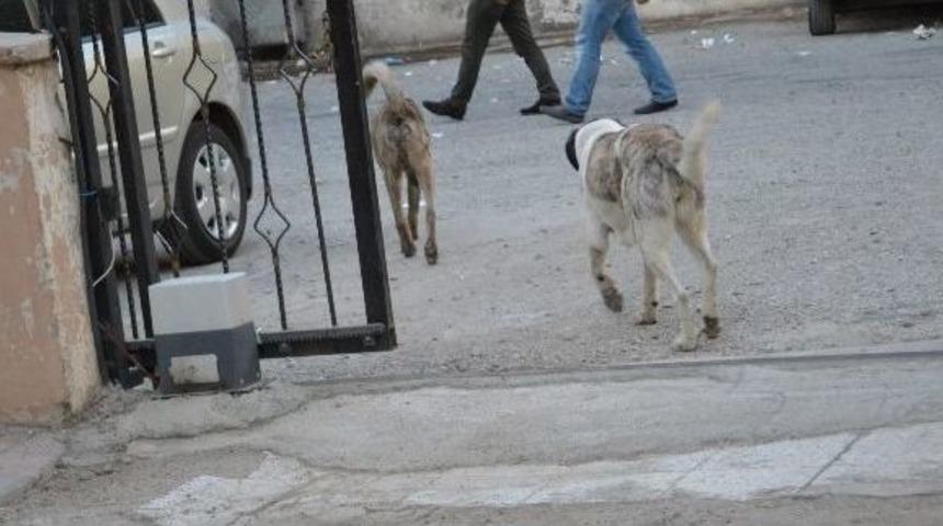 Silvan'da Başıboş K&ouml;pekler Tehlike Sa&ccedil;ıyor